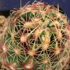 Thelocactus_schwarzii